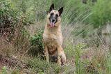 MALINOIS 531